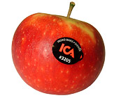 apple0801_ingrid_marie