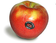 apple0801_red_prince