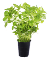 citronmeliss_0811