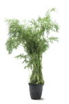 dill_0811